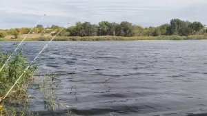 Поймали рыбку.