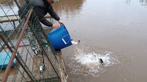 Зарыбление 2025