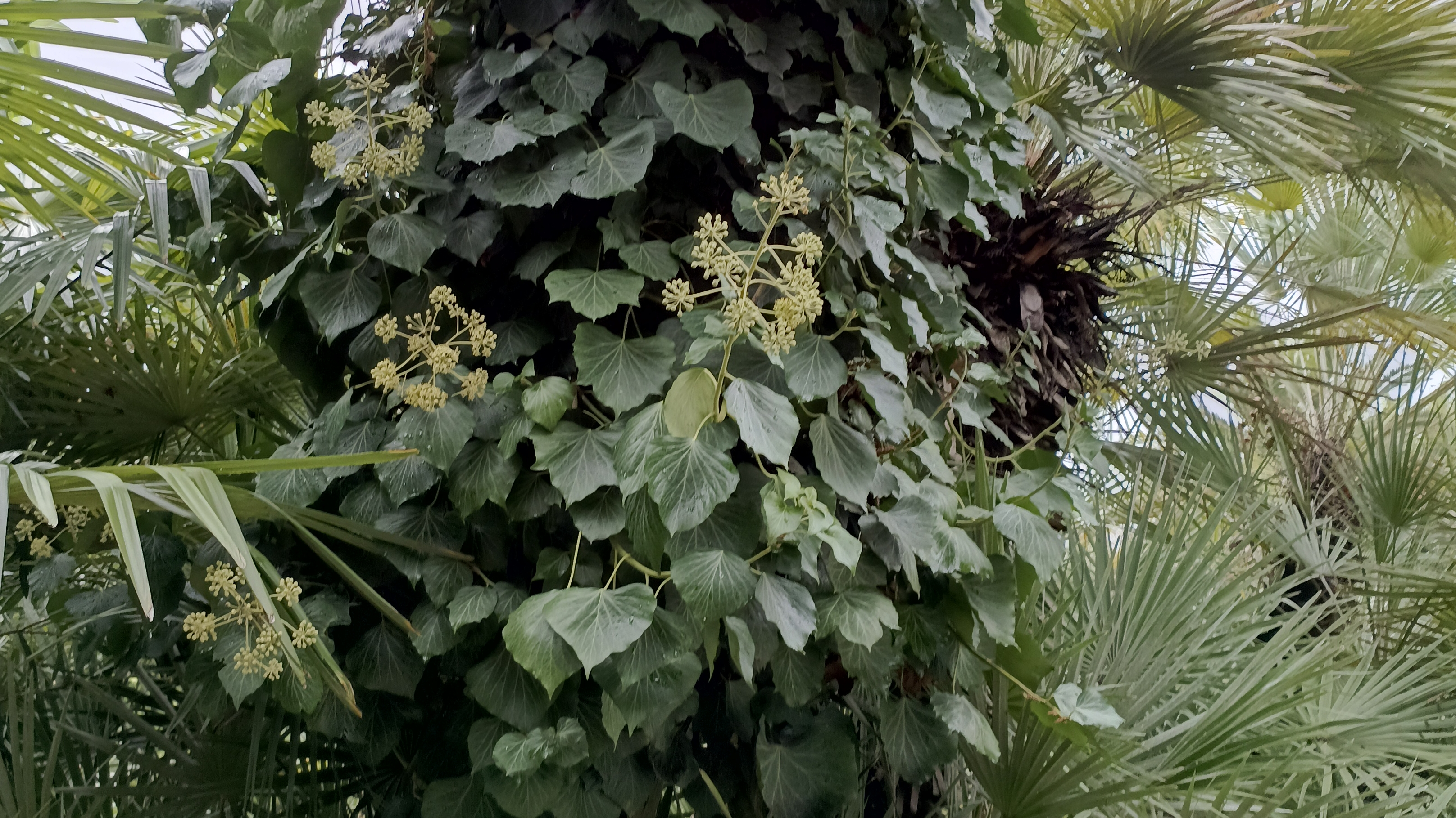 Какие растения привезла с отпуска. Как и чем обработать растения в отпуске