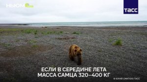 Бурые медведи Аляски сражаются за звание главного толстяка.