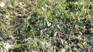 Дыни в конце осени.