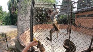 Обезьяны на них ставят опыты