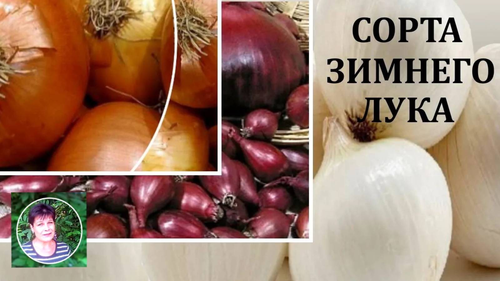 Какие сорта лука сажать под зиму? ТОП-5 морозостойких сортов для урожая уже весной!