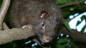 РЕДКАЯ ОБАЯШКА ХУТИЯ