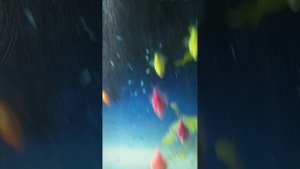 у нас новая петличка и ещё и плюсы аквариумные новости и мандаришки