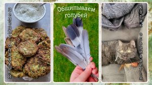 VLOG из 🇩🇪: Общипываем голубей. Зелёные оладушки. Котик обживается.