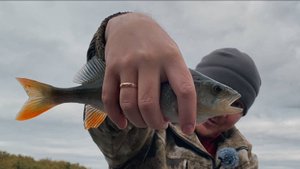 Осень. Спиннинг. Куча эмоций и немного рыбки 27.09.2025 🍁🍂