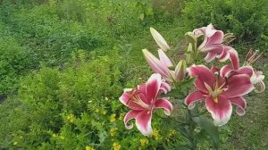 24.7.25г.  Снова ДОЖДИ помешали собрать🍒🍒🍒 ВИШНИ😒.    Сгорели💐 ЛИЛИИ.     Обзор ЦВЕТОВ👍👍👍