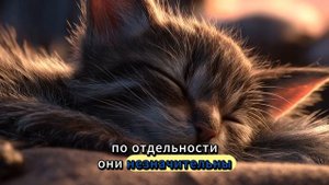 ПРИСНИЛСЯ КОТЕНОК? Не умиляйтесь! Это предупреждение, которое НЕЛЬЗЯ игнорировать!