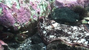 "О ЧЁМ МОЛЧАТ РЫБЫ"