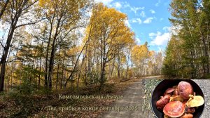 Комсомольск-на-Амуре. Лес, грибы в конце сентября 2025