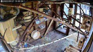 У белок пир горой!