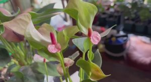 Любаша решила заняться разведением Антуриумов.