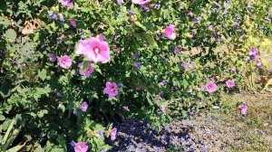 Альбиция у соседей, покупки, приготовила окрошку. лето 2025