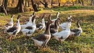 28 сентября - Никита Гусятник.Традиции и народные приметы