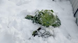 26 сентября выпал снег