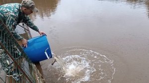 Зарыбление 2025