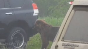 Жителей Соликамска напугал вышедший из леса медведь / События на ТВЦ