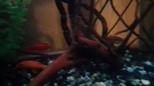 Камера не описала всей красоты рыбок. СУПЕР КРАСИВЫЙ АКВАРИУМ.