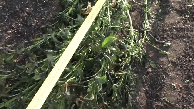 Самый высокий однолетник АМАРАНТ