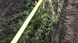 Самый высокий однолетник АМАРАНТ