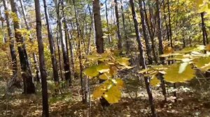ПРОГУЛКА ПО ОСЕННЕМУ ЛЕСКУ 2 . 27.09.2025