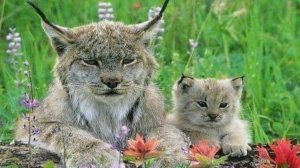 Мальнькие животные в HD качестве. Посмотрите на этих миленьких малышей, расслабьтесь и отдохните