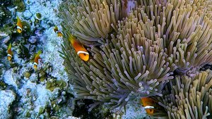 Мальдивы fihalhohi рыбки ч.11