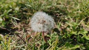 27-09-2025 нашла одуванчик в деревне осенью