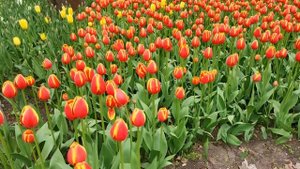 Миллион тюльпанов на Елагином острове в Санкт-Петербурге.