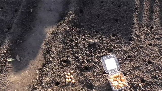 Посадка лука под зиму