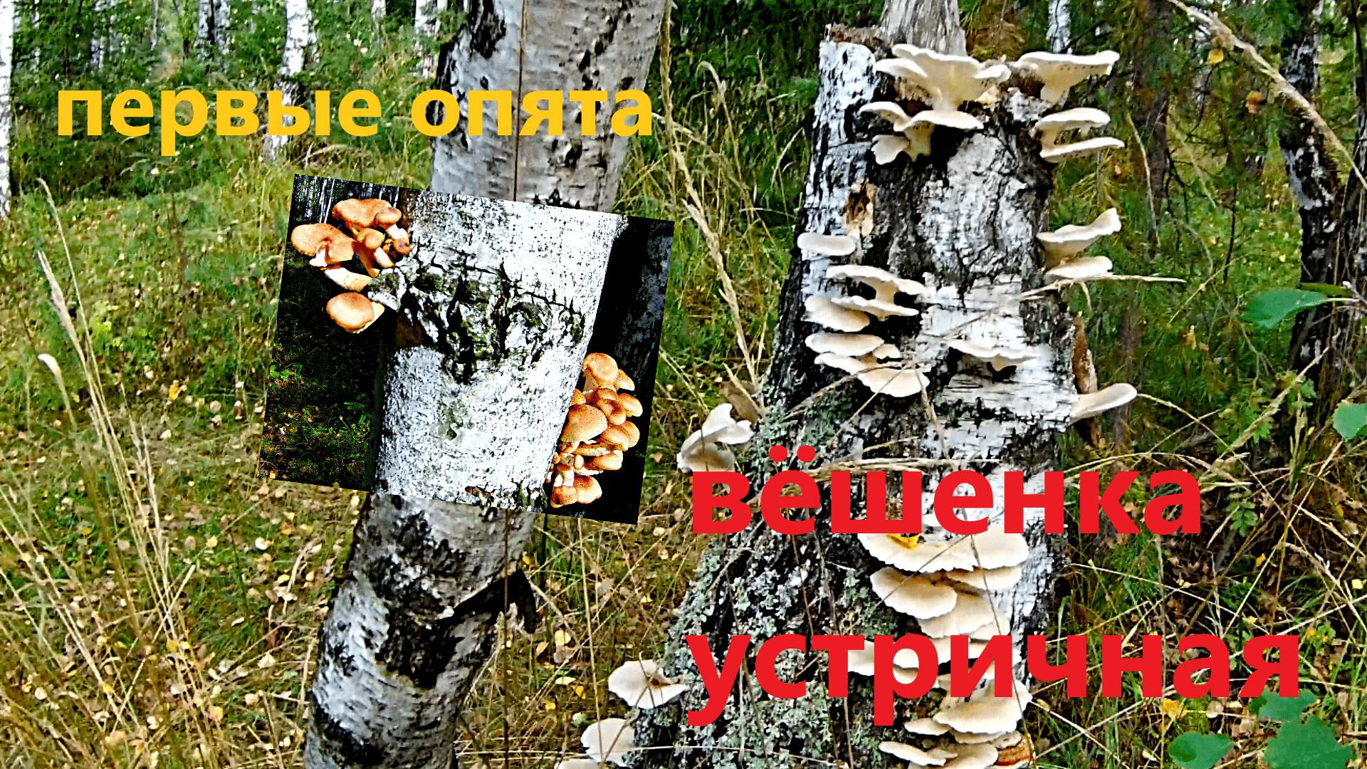 Сбор грибов - грибы вешенки, опята, подосиновики!