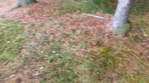 Парк санатория Митино. Киров