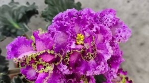 Фиалка ПТ-Принцесса Жасмин Люкс