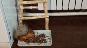 воскресный вольный зоопарк