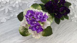 Фиалка АВ-Корзиночка с Ежевикой и ЛЕ-Мия