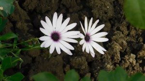 22==09==2025  ПВН  КМР   (285)