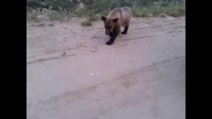 МЕДВЕЖОНОК