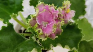 Фиалка МТ-Яблочные Облака