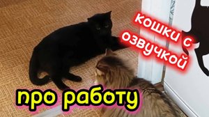 Кошки с озвучкой.