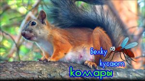 Маму-белку на дереве кусают комары