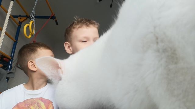 !день рождения кота Барсика.