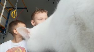 !день рождения кота Барсика.