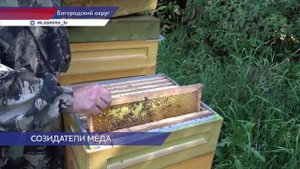 Грант "Агростартап" помогает развивать пчеловодство в Богородске