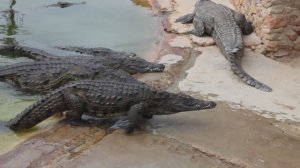 Тунис, Крокодилы