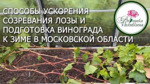 Способы ускорения созревания лозы и подготовка винограда к зиме в МО