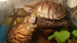 красноухая черепаха 🐢 греется 28-09-2025