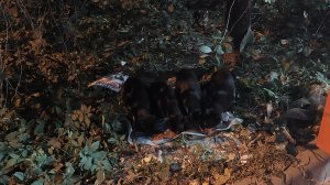 помогаем кошкам на улице