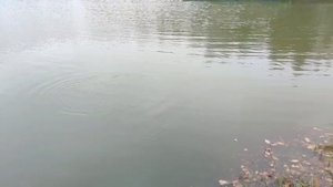 WhatsApp Video 2025-09-28 at 08.03.03