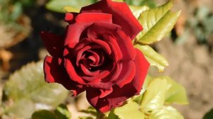 22==09==2025  ПВН  КМР   (243)